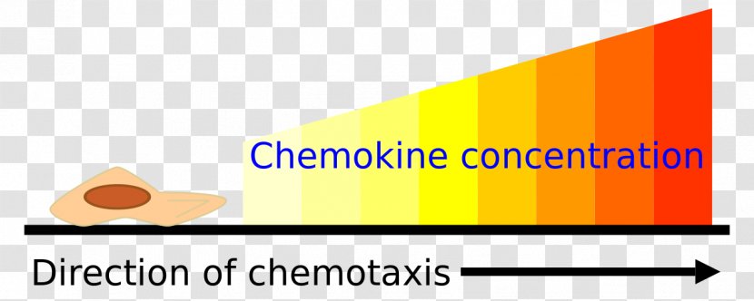 Chemotaxis Assay Chemokine Cell Gradient - Receptor - Chemo Transparent PNG