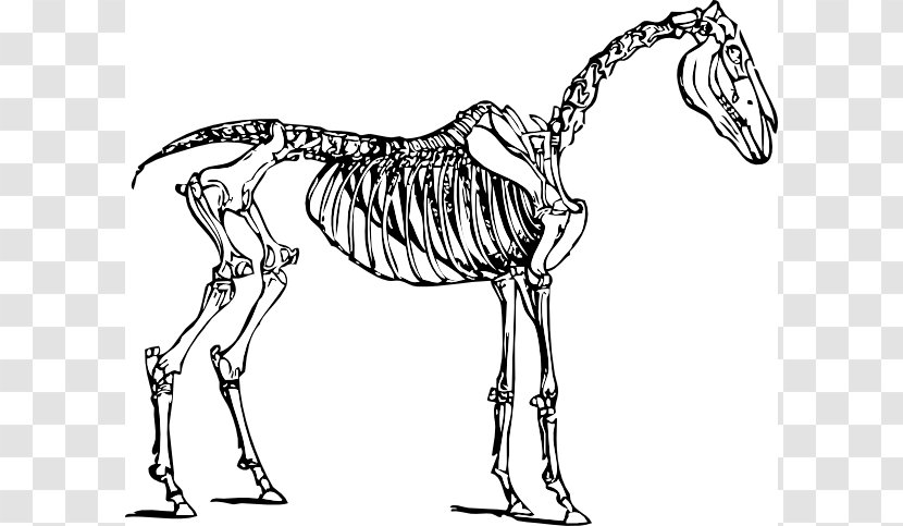 Skeletal System Of The Horse Skeleton Clip Art - Skull - Free Anatomy Images Transparent PNG