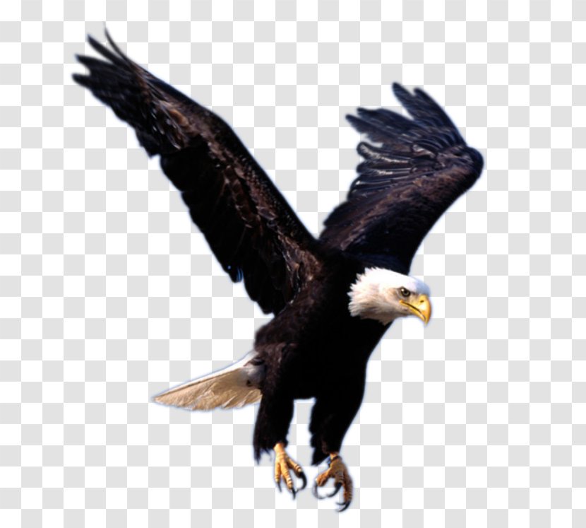Eagle Clip Art - Beak - Flying Image, Free Download Transparent PNG