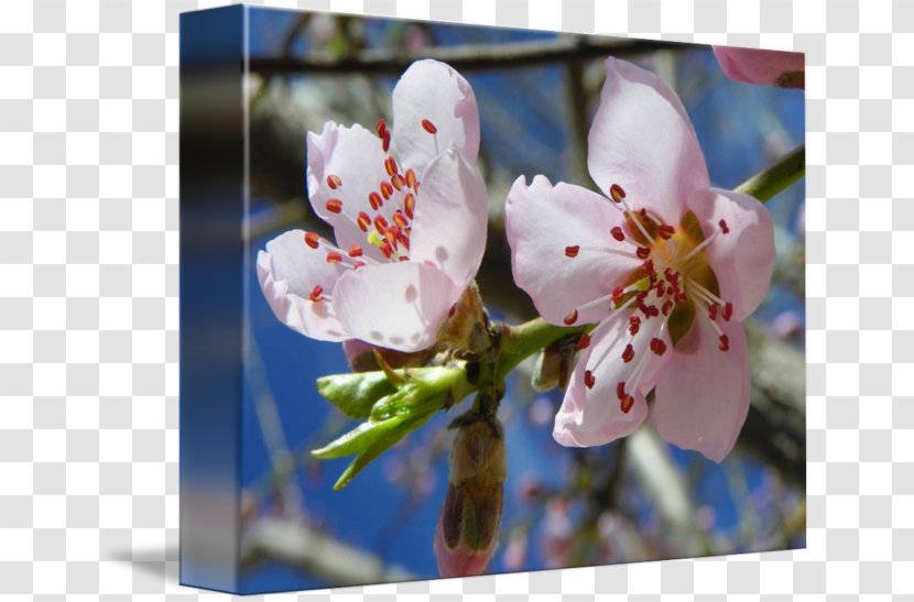 Cherry Blossom Flower Spring Petal - Peach Transparent PNG