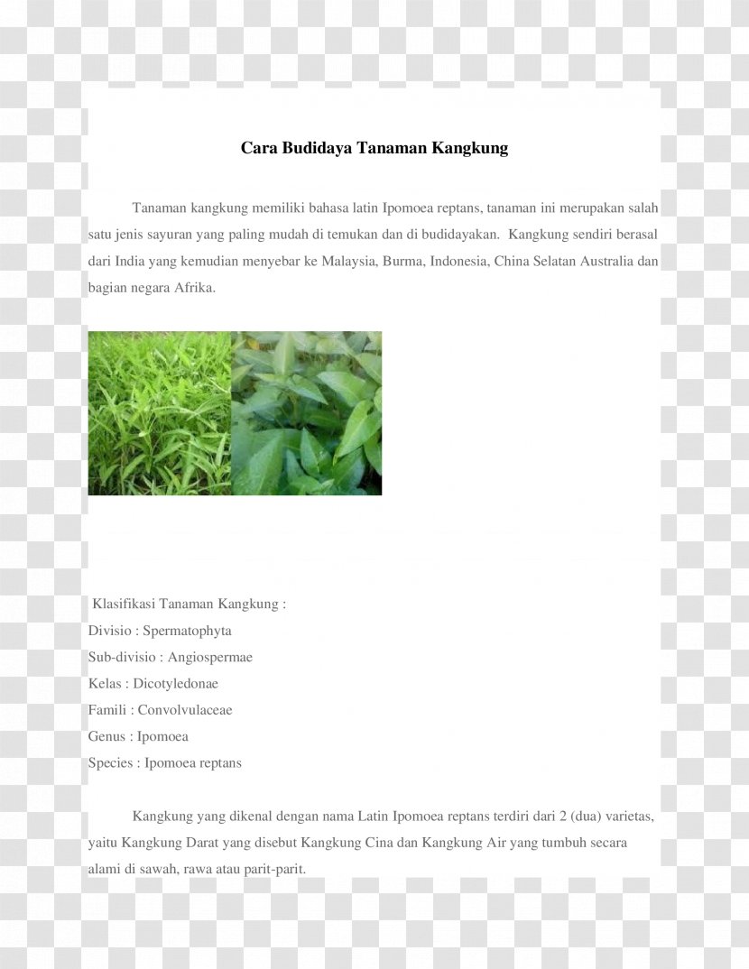 Water Spinach Brand Brochure - Plant Transparent PNG