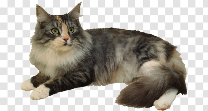 Cat Breed Thai Felidae Siberian - Fauna - Kitten Transparent PNG