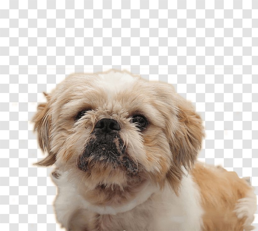 Shih Tzu Chinese Imperial Dog Lhasa Apso Puppy Breed - Fur - Pet Adoption Transparent PNG