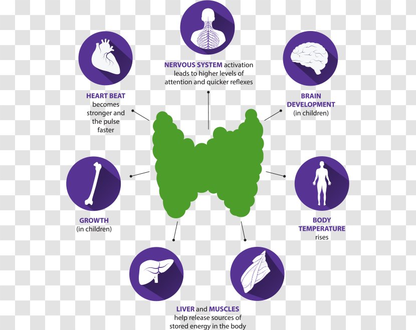 Thyroid Hormones Nodule - Molecular Biology - Thyroidstimulating Hormone Transparent PNG