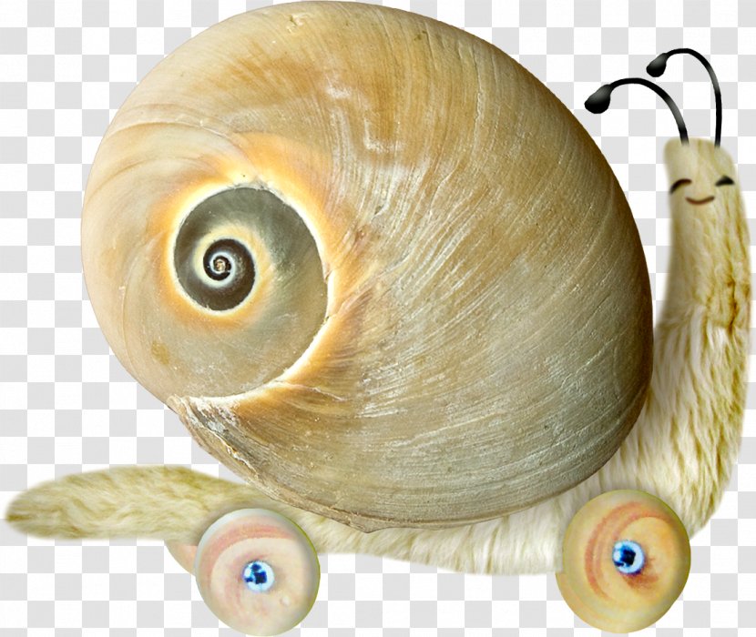 Snail Yandex Search Clip Art - Invertebrate - Snails Transparent PNG
