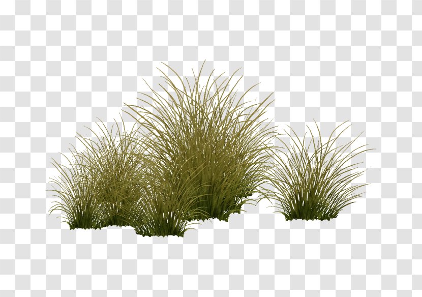 Vegetation Shrubland Tree Grasses Plant - Aquatic Plants Transparent PNG