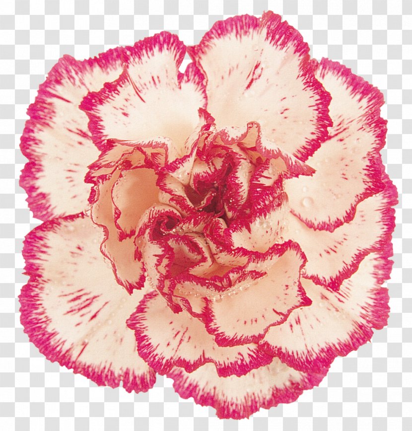 Carnation Pink Cut Flowers Clip Art - Rosa Centifolia Transparent PNG