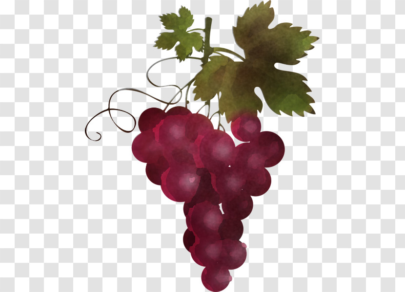 Grape Grape Leaves Seedless Fruit Grapevine Family Vitis Transparent PNG