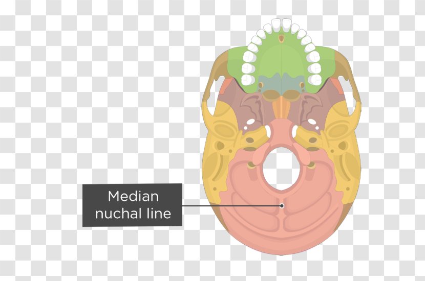 Palatine Bone Vomer Anatomy Lacrimal Nasal - Horizontal Plate Of - Skull Transparent PNG