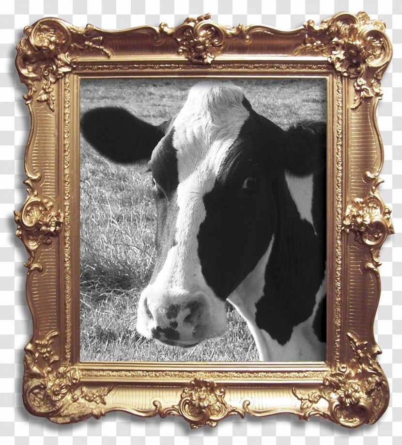 Betsy The Cow Holstein Friesian Cattle Milk Dairy Bluebell - Family - Continental Texture Transparent PNG