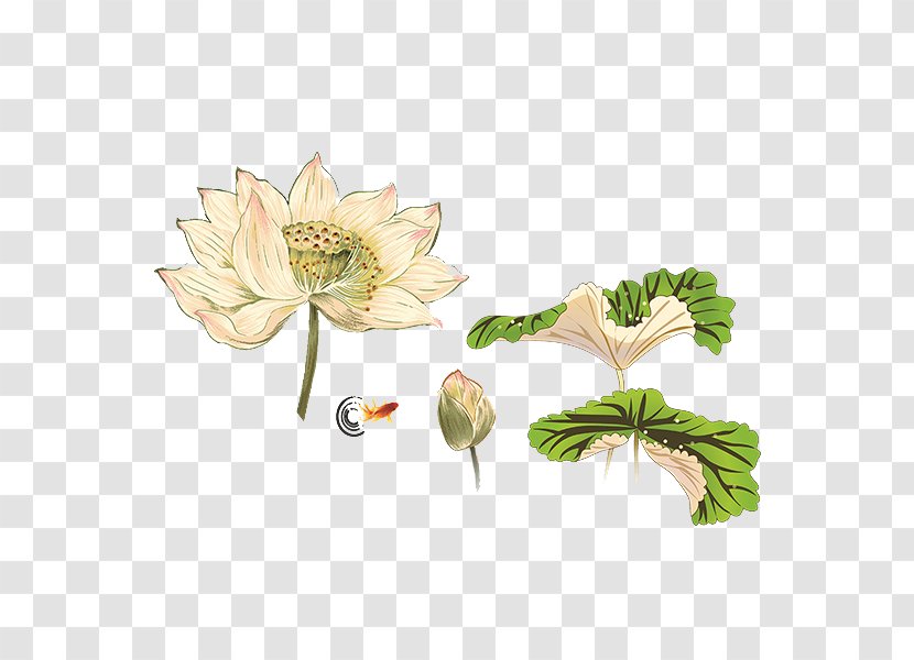 Laptop Leaf Nelumbo Nucifera - Gratis - Hand-painted Lotus Transparent PNG