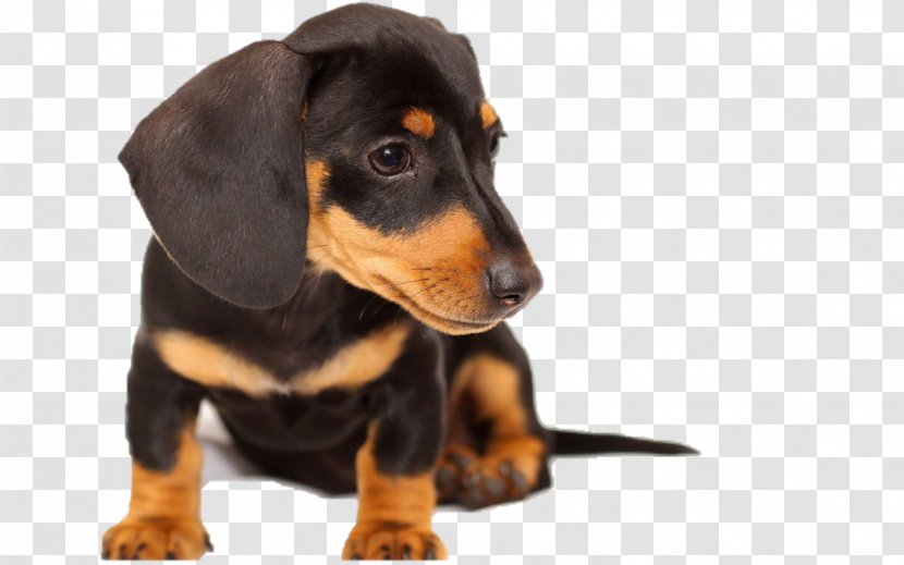 Dachshund Black And Tan Coonhound Puppy English Toy Terrier Chow - Dog Like Mammal Transparent PNG