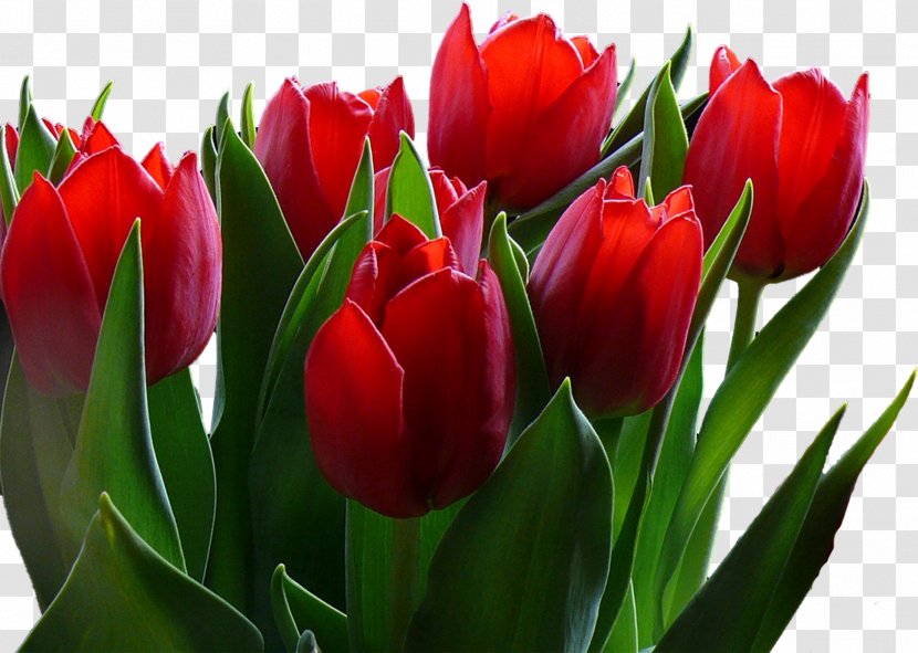 Flower Tulip Desktop Wallpaper 720p 1080p - Lily Family Transparent PNG