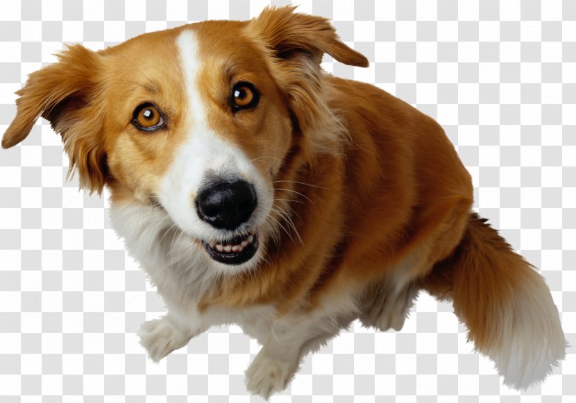 Bulldog Cat Bichon Frise Puppy Psychology A2: The Exam Companion Transparent PNG