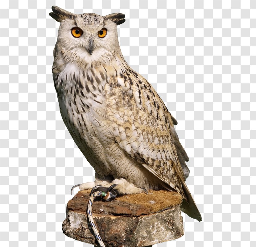 Eurasian Eagle-owl Bird Great Horned Owl Transparent PNG