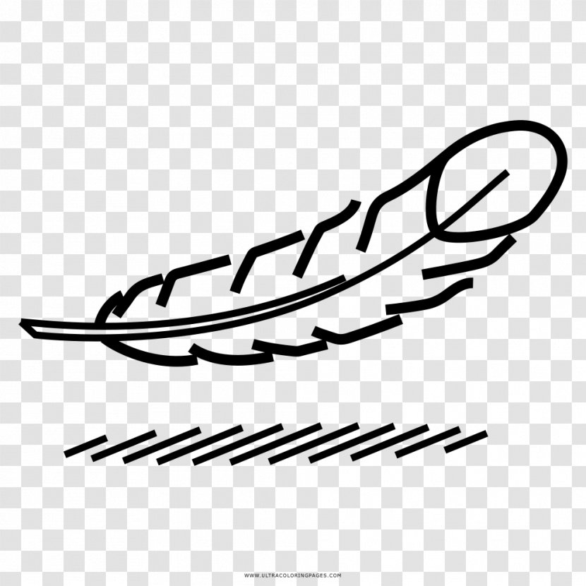Coloring Book Feather Drawing Bird Pens - Color Transparent PNG