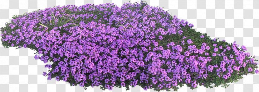 English Lavender Flower Garden Violet Transparent PNG