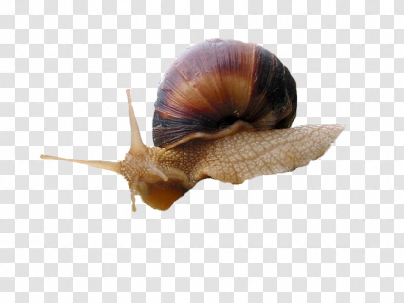 Pond Snails Slug Image - Organism - Snail Transparent PNG