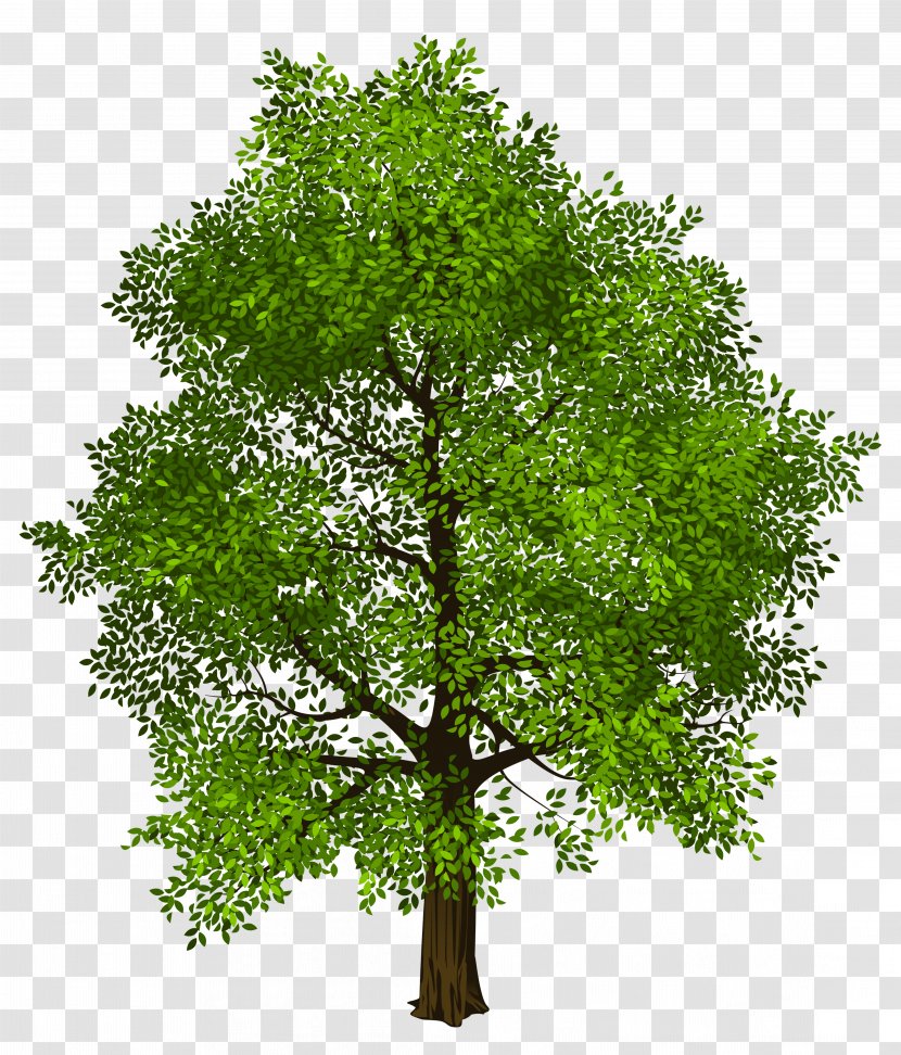 Tree Transparency And Translucency Clip Art - Shrub - Green Transparent PNG