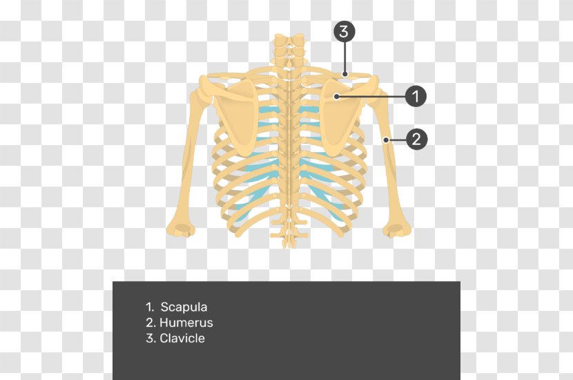 Scapula Anatomy Human Skeleton Teres Major Muscle Bone - Frame Transparent PNG