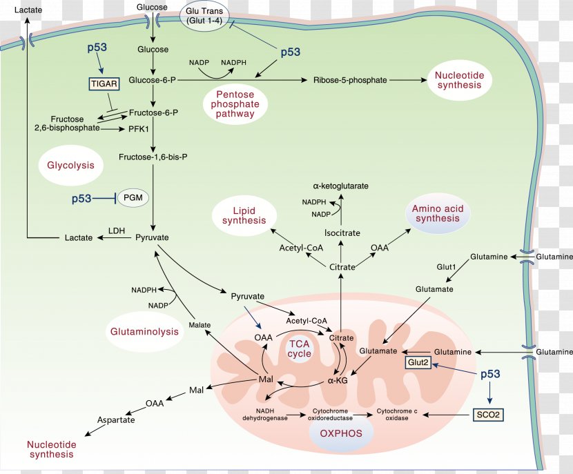 Line Angle Map Tuberculosis - Diagram - Analysis Shows Transparent PNG