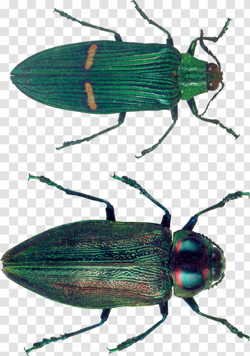 Insect Wing Weevil Fauna Membrane - Scarabs - Bug Image Transparent PNG
