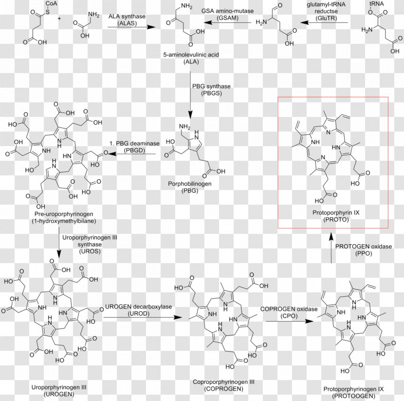 Protoporphyrin IX Heme Cytochrome C - Chelatase - Pathway Transparent PNG