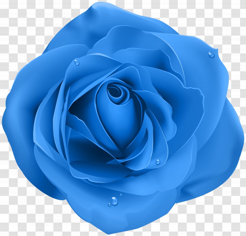 Rose Blue Transparent Clip Art - Family - Rosa Centifolia Transparent PNG