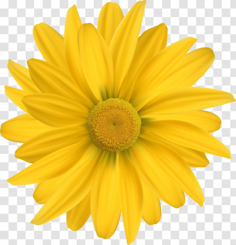 Common Daisy Yellow Sunflower Cut Flowers - Edible Flower - Camomile Transparent PNG