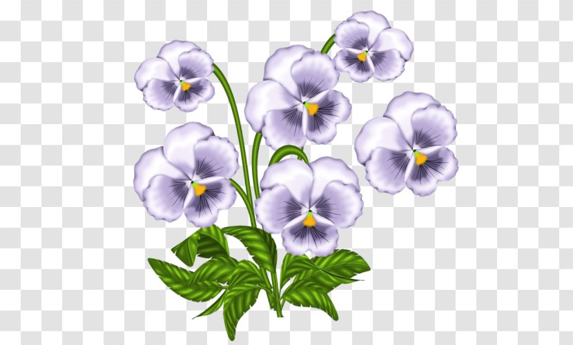 African Violets Pansy Clip Art - Seed Plant - Flowering Transparent PNG