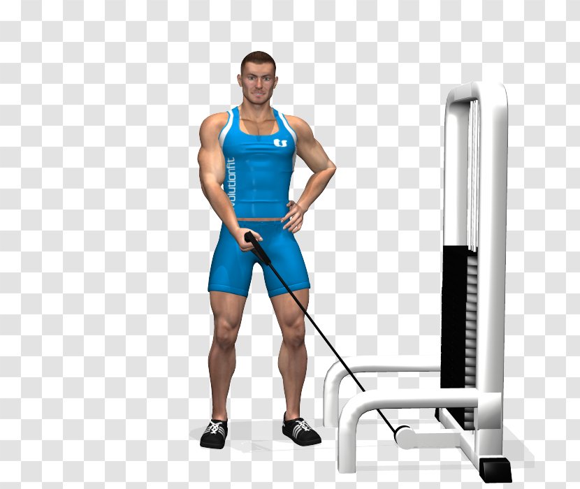 Deltoid Muscle Dumbbell Exercise Alzata Laterale Fly - Cartoon - Totem Transparent PNG