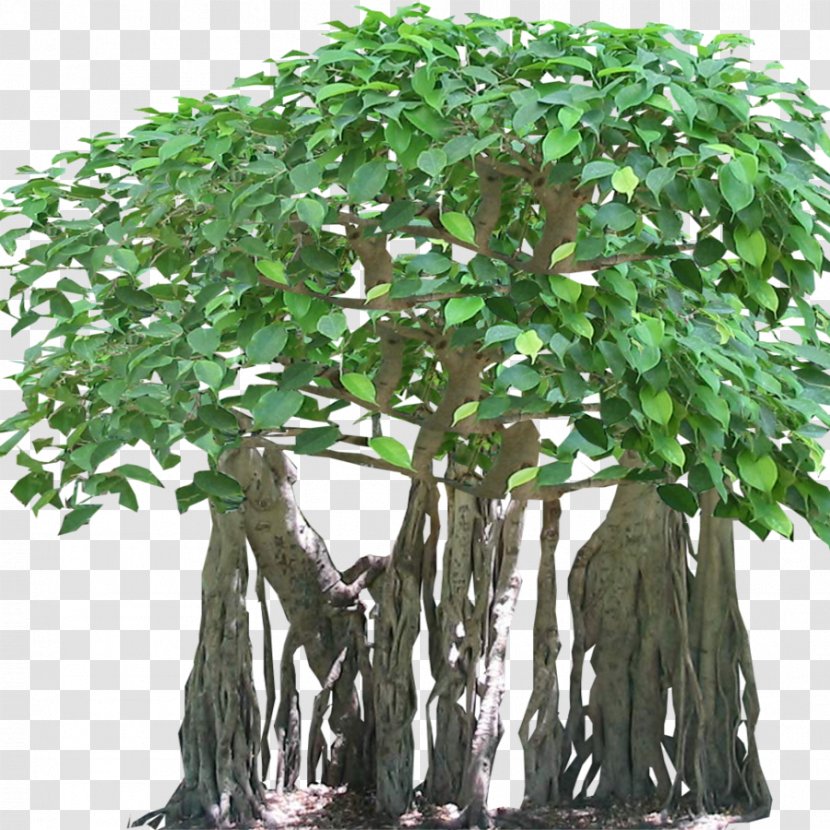 Tree Tropical Rainforest Banyan Aerial Root - Bonsai - Fig Transparent PNG