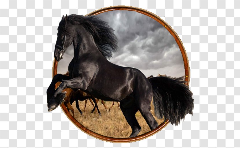 Mustang Stallion Horse Harnesses Bridle Pony - Race Transparent PNG