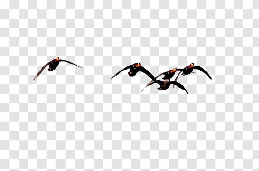 Beak Water Bird Wallpaper - Computer - Flocks Of Geese Fly South Transparent PNG
