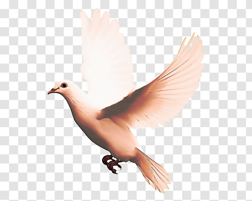 Dove Bird - Feather - Perching Peace Transparent PNG