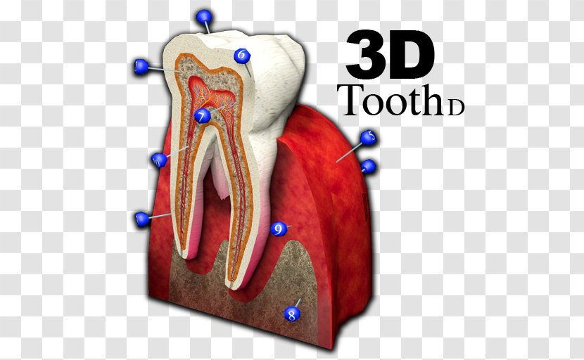 Jaw Joint Shoulder Tooth - Cartoon - 3d Transparent PNG