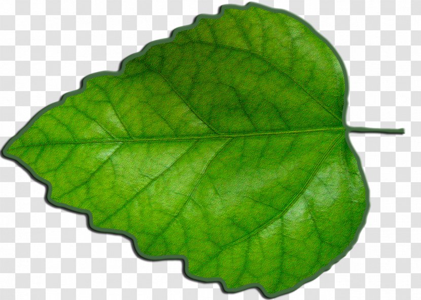 Leaf Green Photosynthesis Transparent PNG
