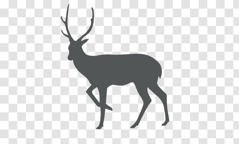 White-tailed Deer Sika Stock Photography - Horn Transparent PNG