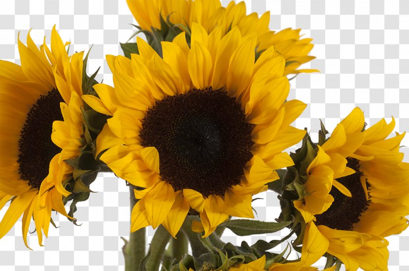 Sunflower - Cut Flowers - Vegetarian Food Transparent PNG