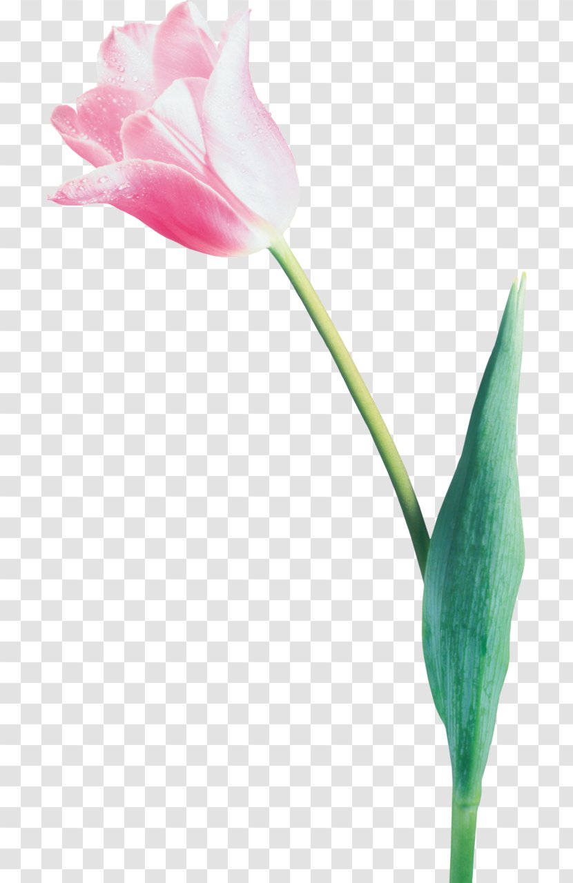 Tulip Cut Flowers Blume - Lily Family Transparent PNG