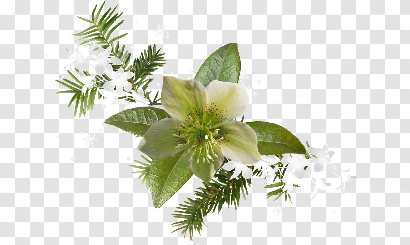 Floral Design Дневник.ру Easter - Herbalism - Me Transparent PNG