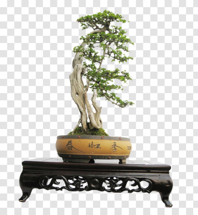 China U6d59u6c5fu76c6u666f Bonsai U5c71u6c34u76c6u666f U4e2du56fdu76c6u666fu6b23u8d4f - Tree Stump Transparent PNG