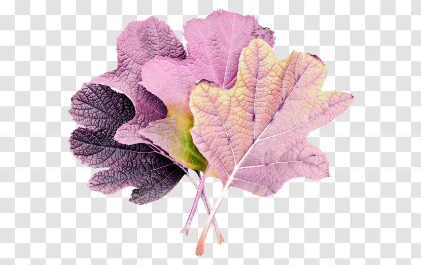 Leaf Petal Clip Art - Cut Flowers Transparent PNG