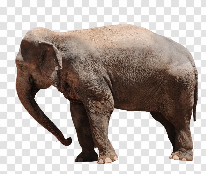 African Bush Elephant Asian Baby Elephants Forest - And Mammoths - Transparent Transparent PNG