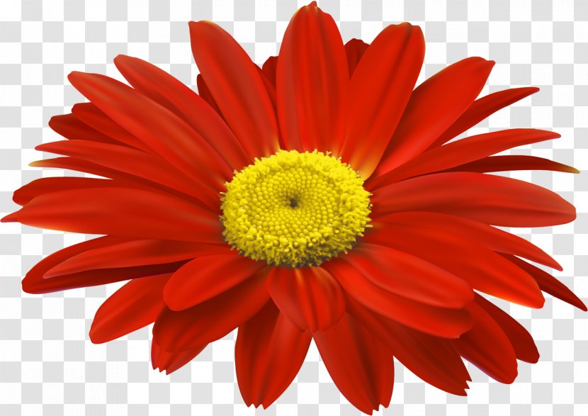 Transvaal Daisy Cut Flowers Chrysanthemum Daffodil - Color Transparent PNG