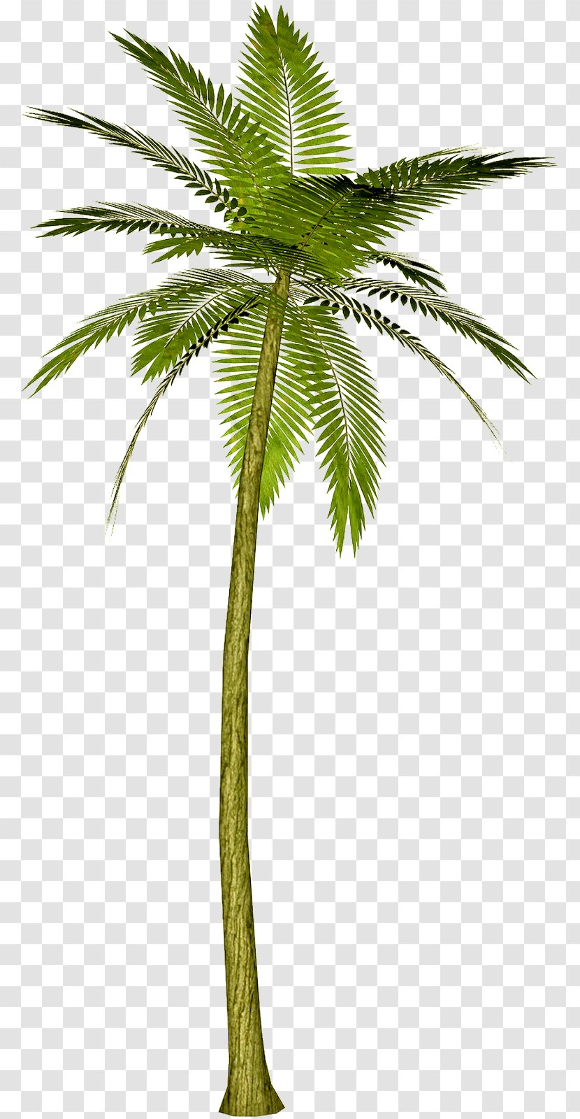 Arecaceae Tree Areca Palm Clip Art - Arecales Transparent PNG