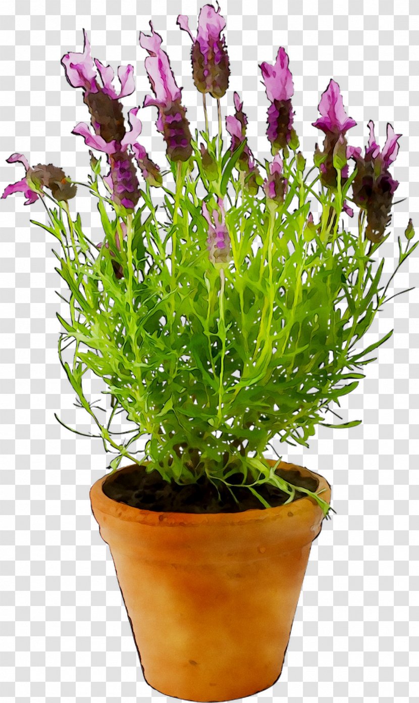 Prosper Plast Rato Case Flowerpot 60 X 25 24 Cm Evelots Self Watering Garden Lavender - Houseplant - Grass Transparent PNG
