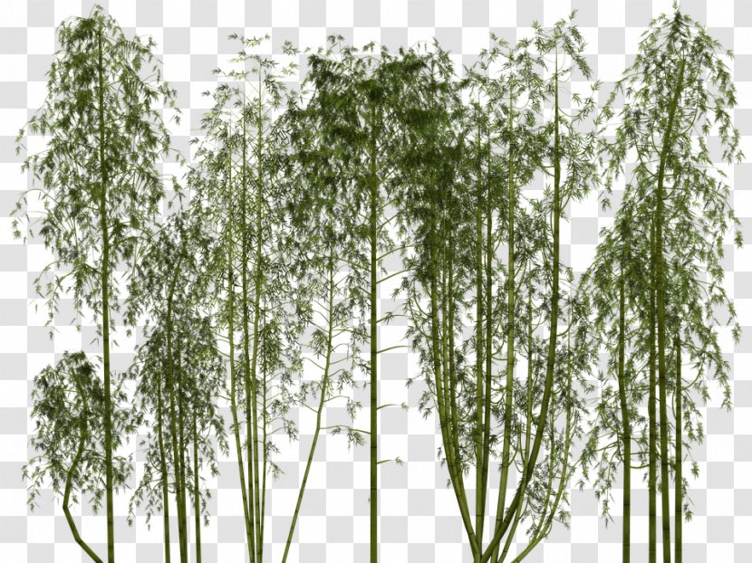 Tropical Woody Bamboos Plant Clip Art - Bamboo Transparent PNG