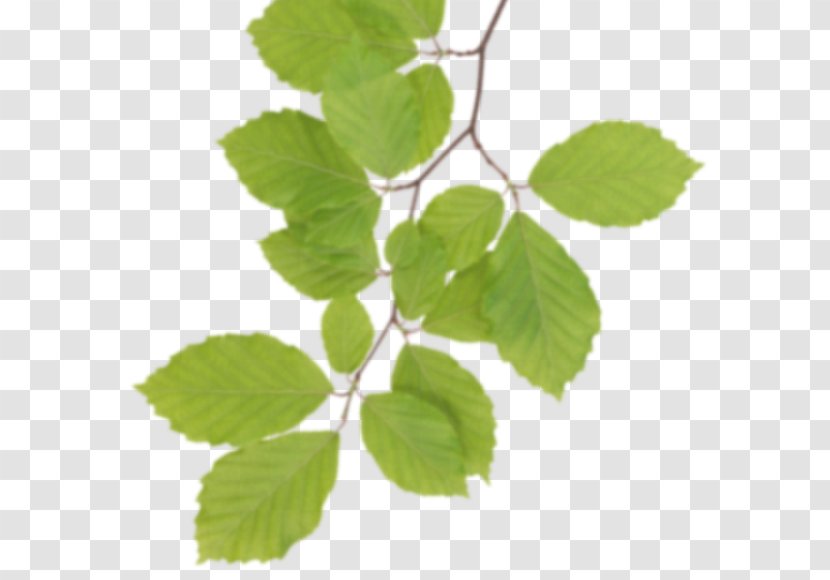 Leaf Image File Formats Clip Art - Herb - Real Transparent PNG