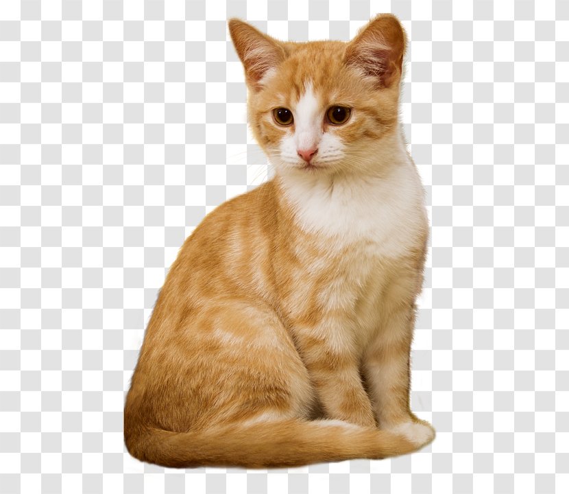 Cat Kitten Dog Pet Sitting - Fur Transparent PNG